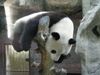 sleeping panda